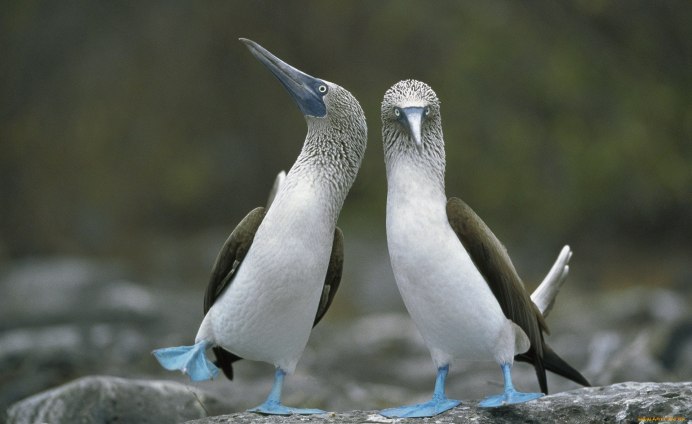 Гнездо голубоногие олуши