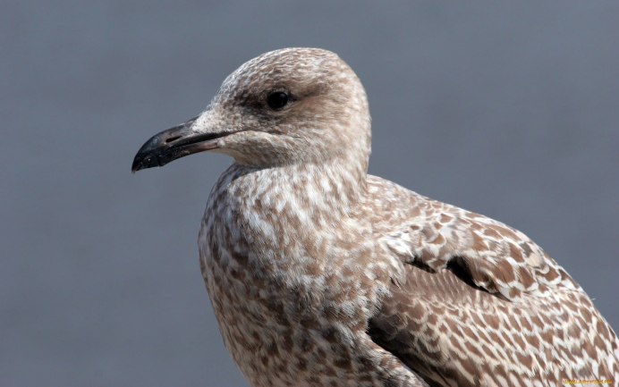 Чайка серая Рябая