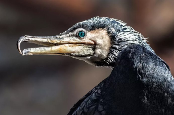 Желтолобая якана