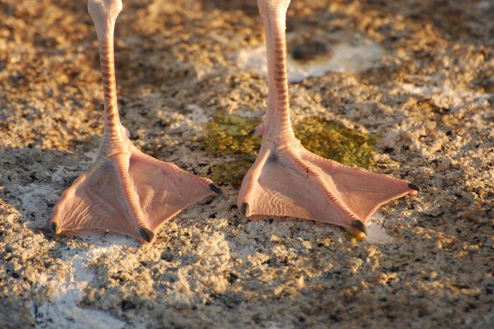 Шилоклювка / Recurvirostra avosetta