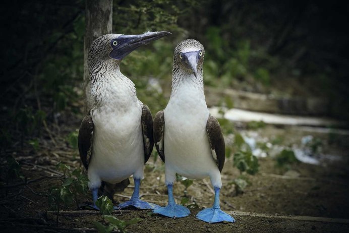 Голубоногая олуша