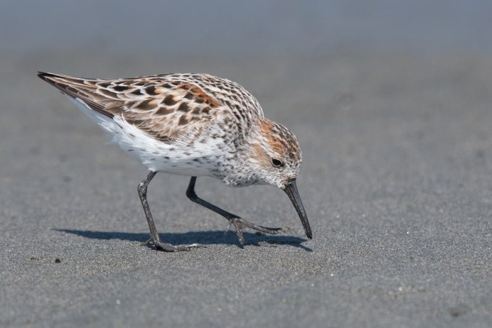 Перепонки у гуся