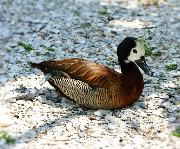 Водоплавающие нелетающие птицы