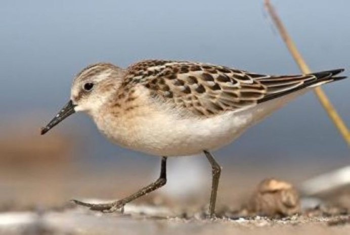 Нырок Черноморский Баклан