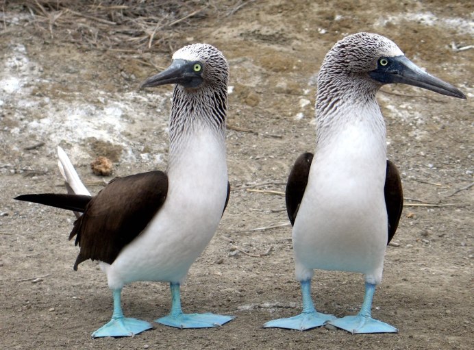 Hymenolaimus malacorhynchos