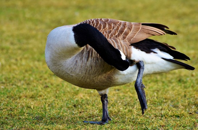 Морская птица с желтой головой