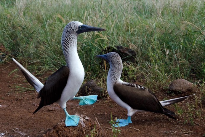 Галапагосские острова голубоногая олуша