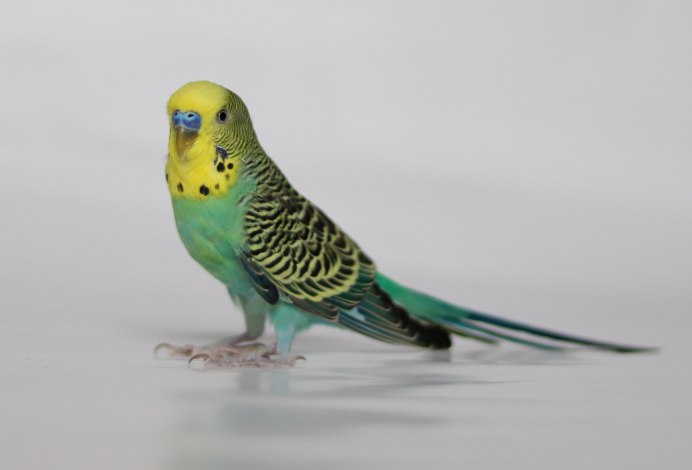 Parrotlet попугай