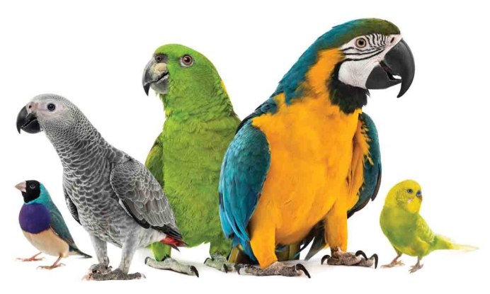 Parrotlet попугай