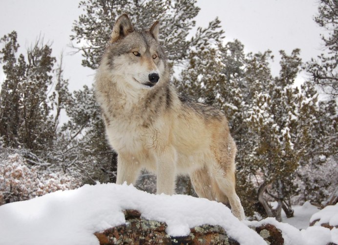 Серый волк canis Lupus