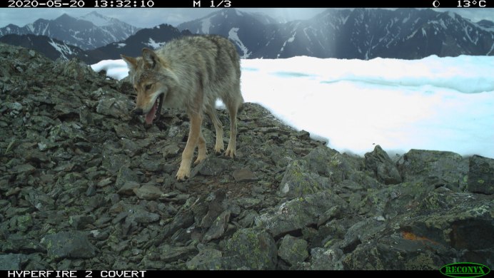 Кенайский волк canis Lupus alces
