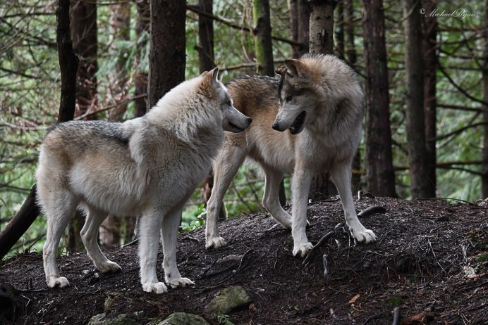 Серый волк canis Lupus