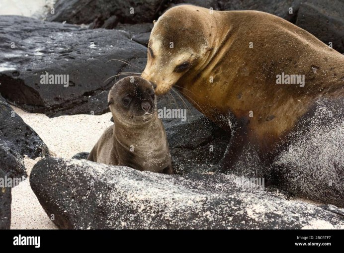 Brainy Baby animals