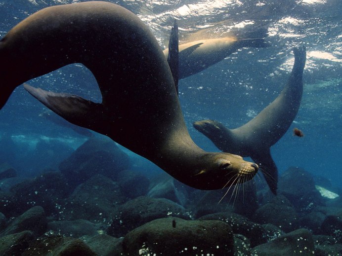Zalophus wollebaeki