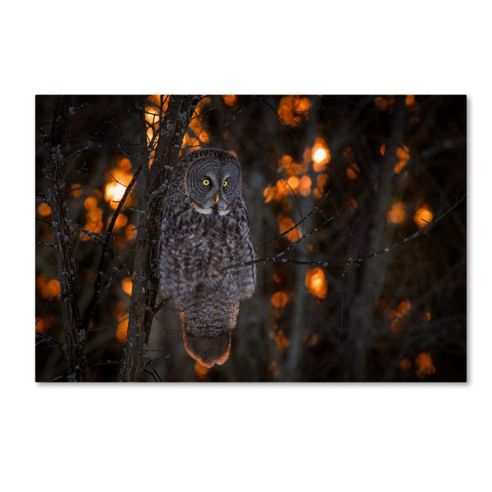 Сова в лесу