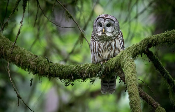 Сова неясыть