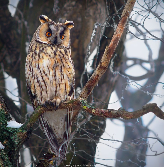 Совята в лесу