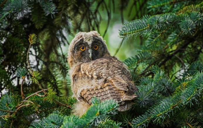 Филин Bubo Bubo