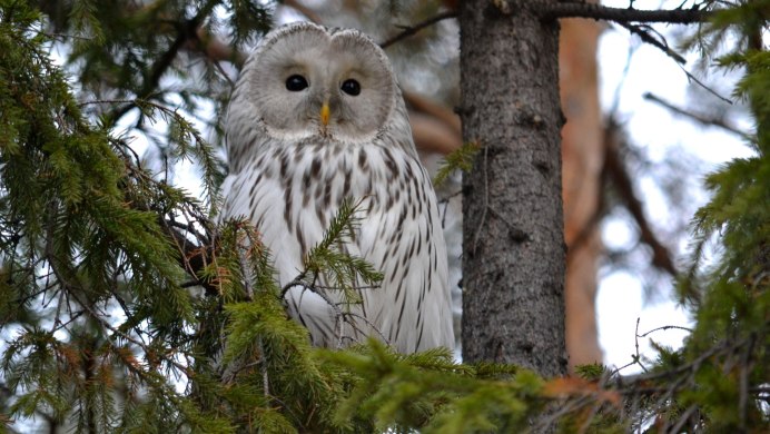 Филин зимой