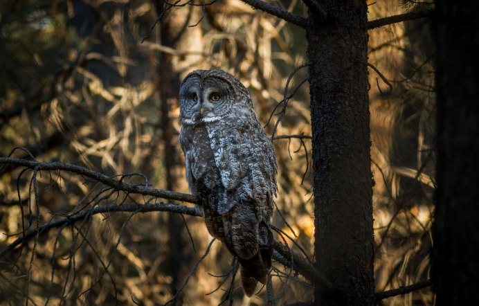 Лесная неясыть