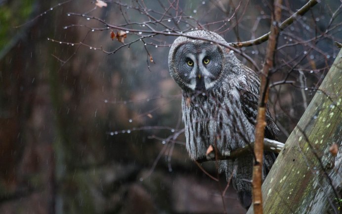 Сова в зимнем лесу