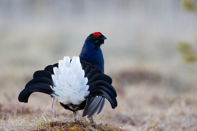Глухарь (Tetrao urogallus)