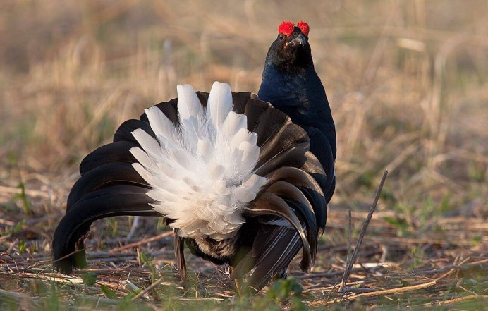 Каменный Глухарь (Tetrao parvirostris)