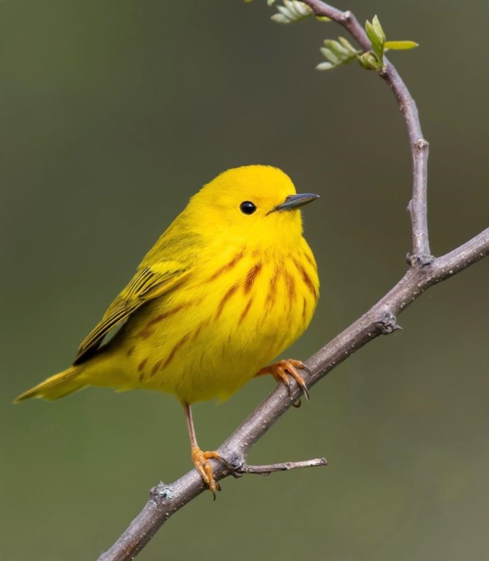 Prothonotary Warbler