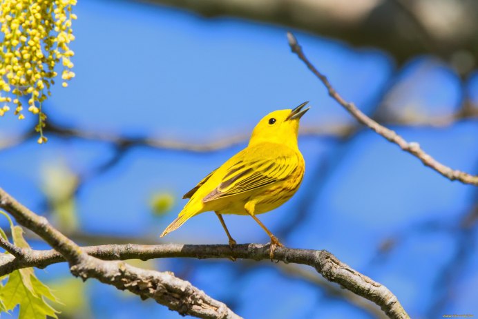 Yellow Warbler
