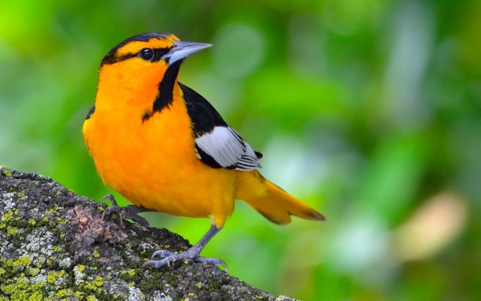 Растение жёлтый Warbler