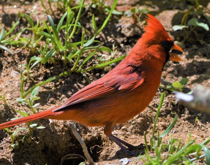 Императорский дятел (Campephilus Imperialis)