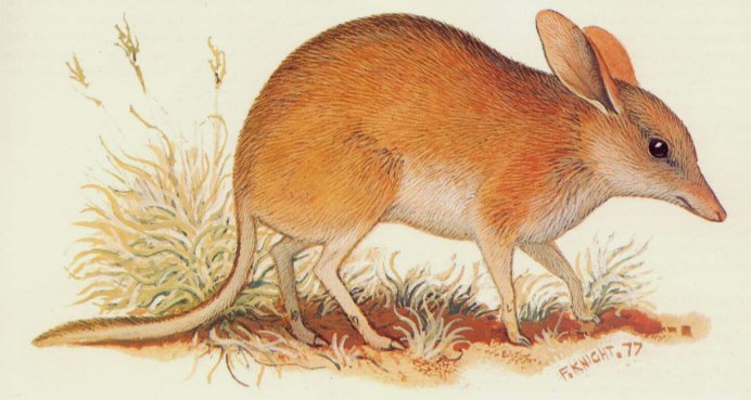 Билби (Bilby