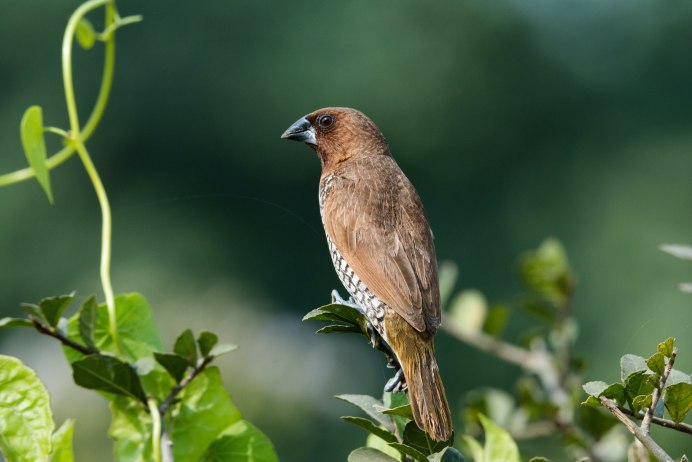 Наумана turdus naumanni