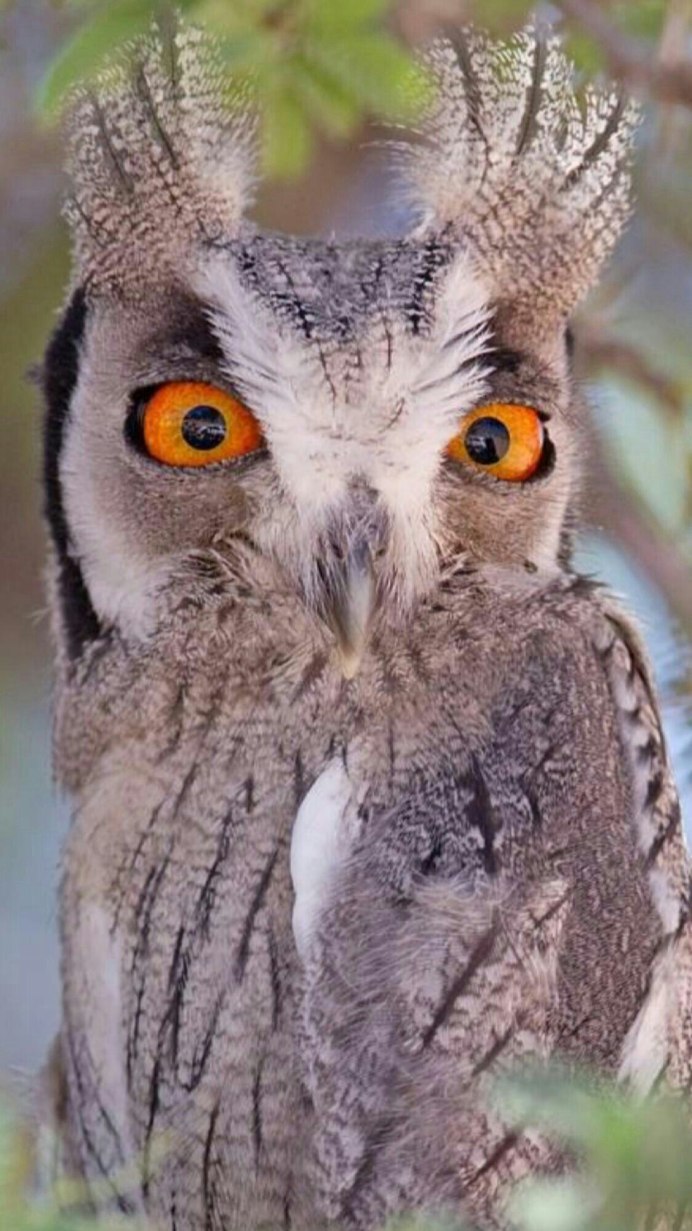 Дневная Сова