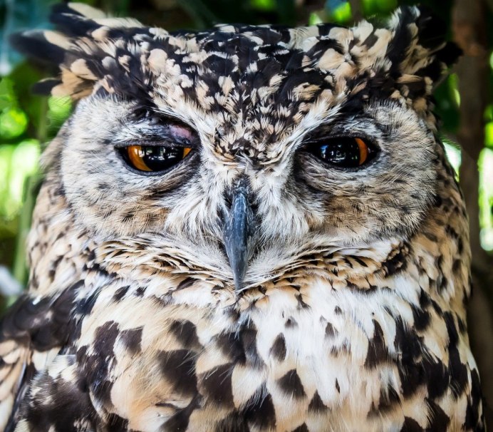 Большая рогатая Сова Бубо-Бубо