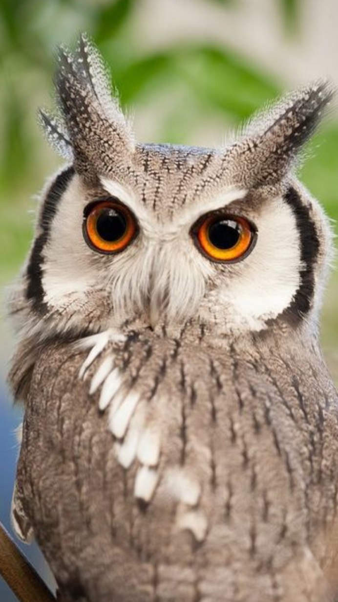 Сова по имени Зевс