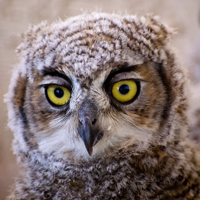 Сова крупно