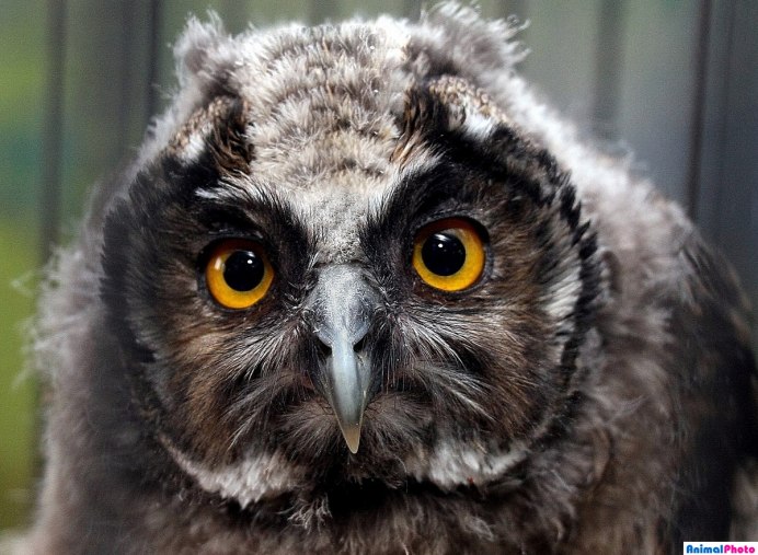 Совиные брови