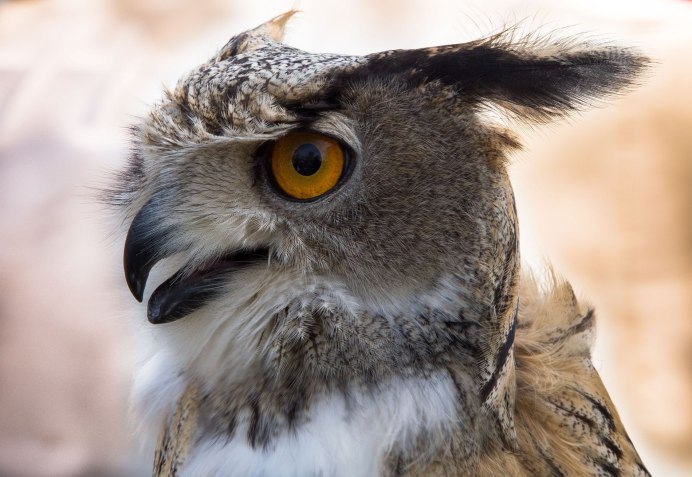 Африканский Филин