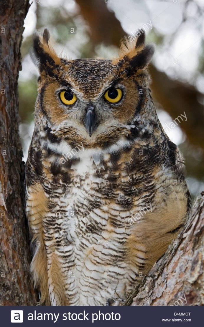 Рогатая Сова белая