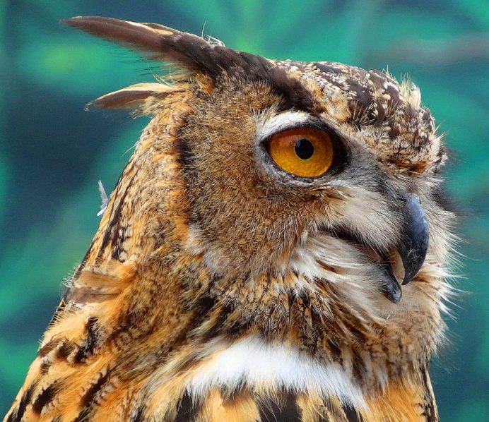 Красивая Сова