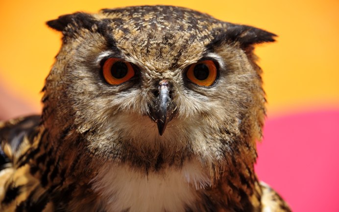 Елена Филина