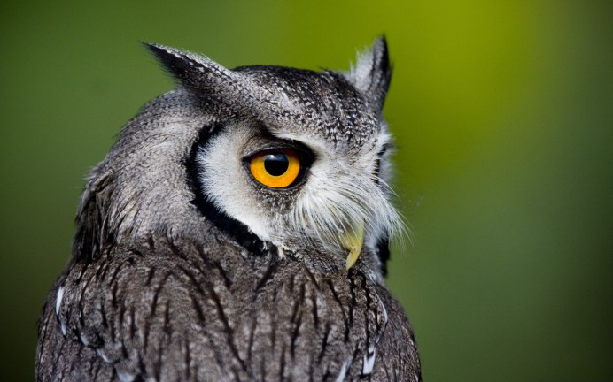 Кара Делевинь с котом