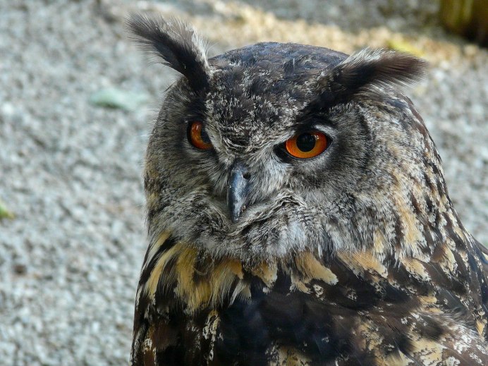 Ушастая Сова и Филин