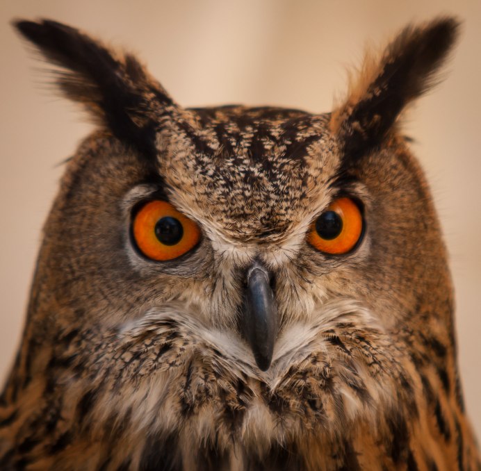 Ушастая Сова уши