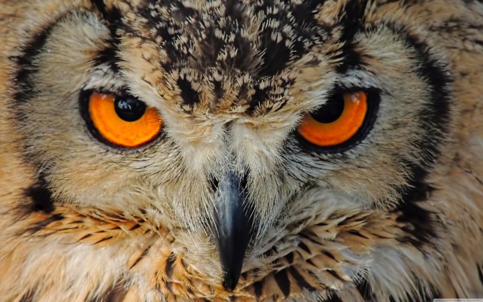 Совенок Филина