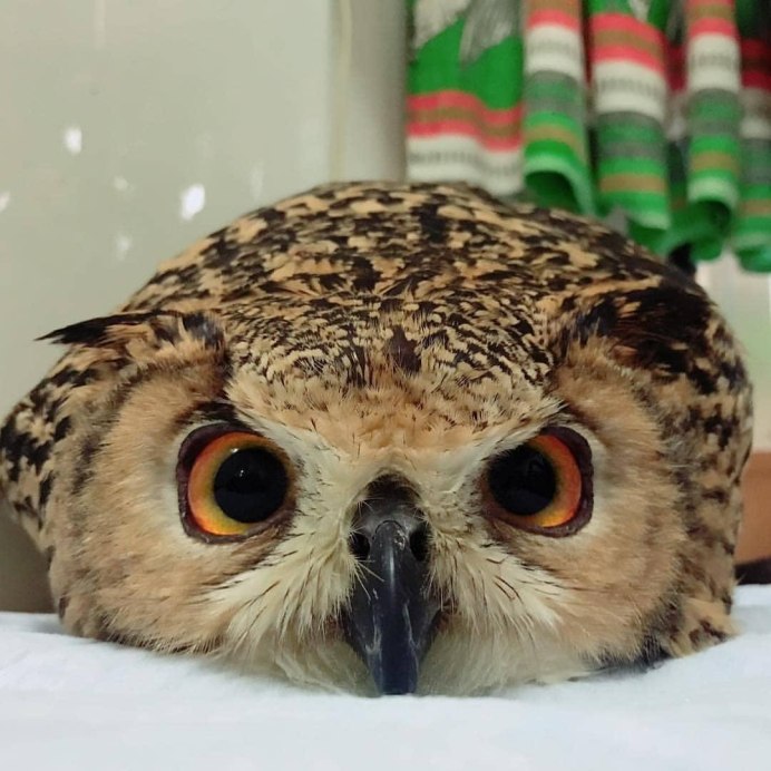 Спящий Филин