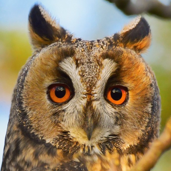 Сова породы Филин