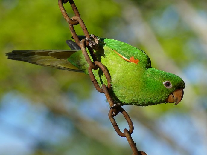 Гваделупский аратинга