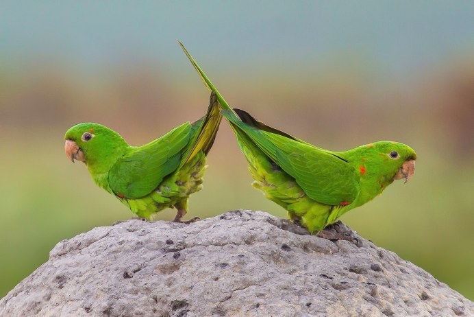 Кактусовая аратинга